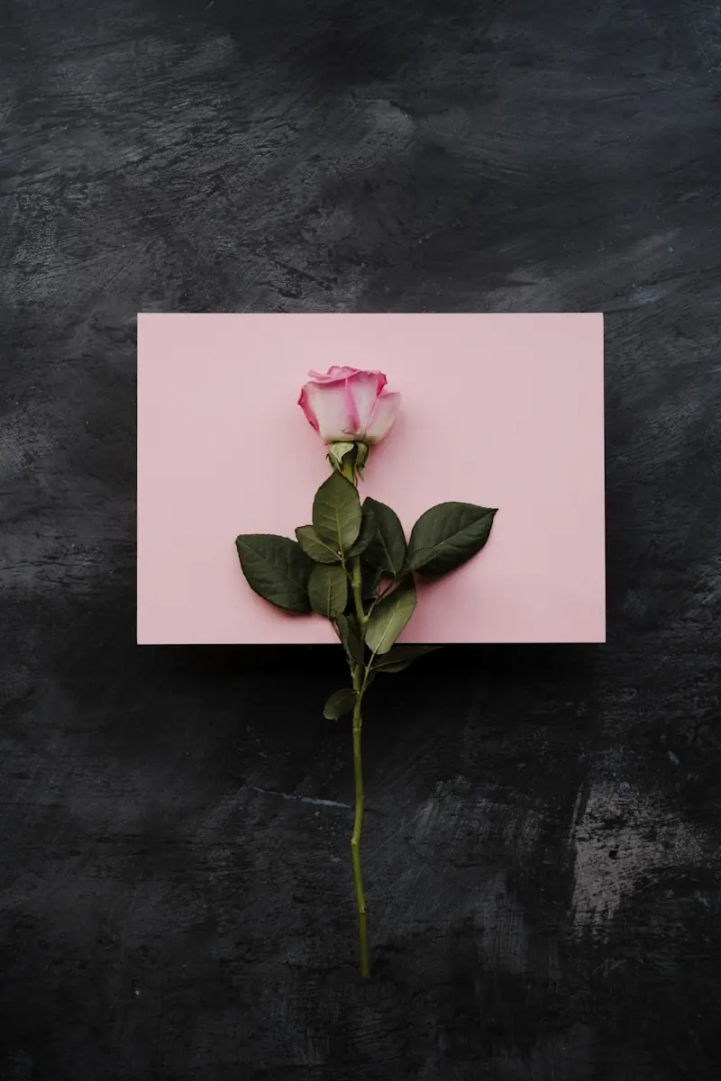 Cheiro de rosas: fenômeno emocional ou resposta biológica? (Créditos: Unsplash / Annie Spratt)
