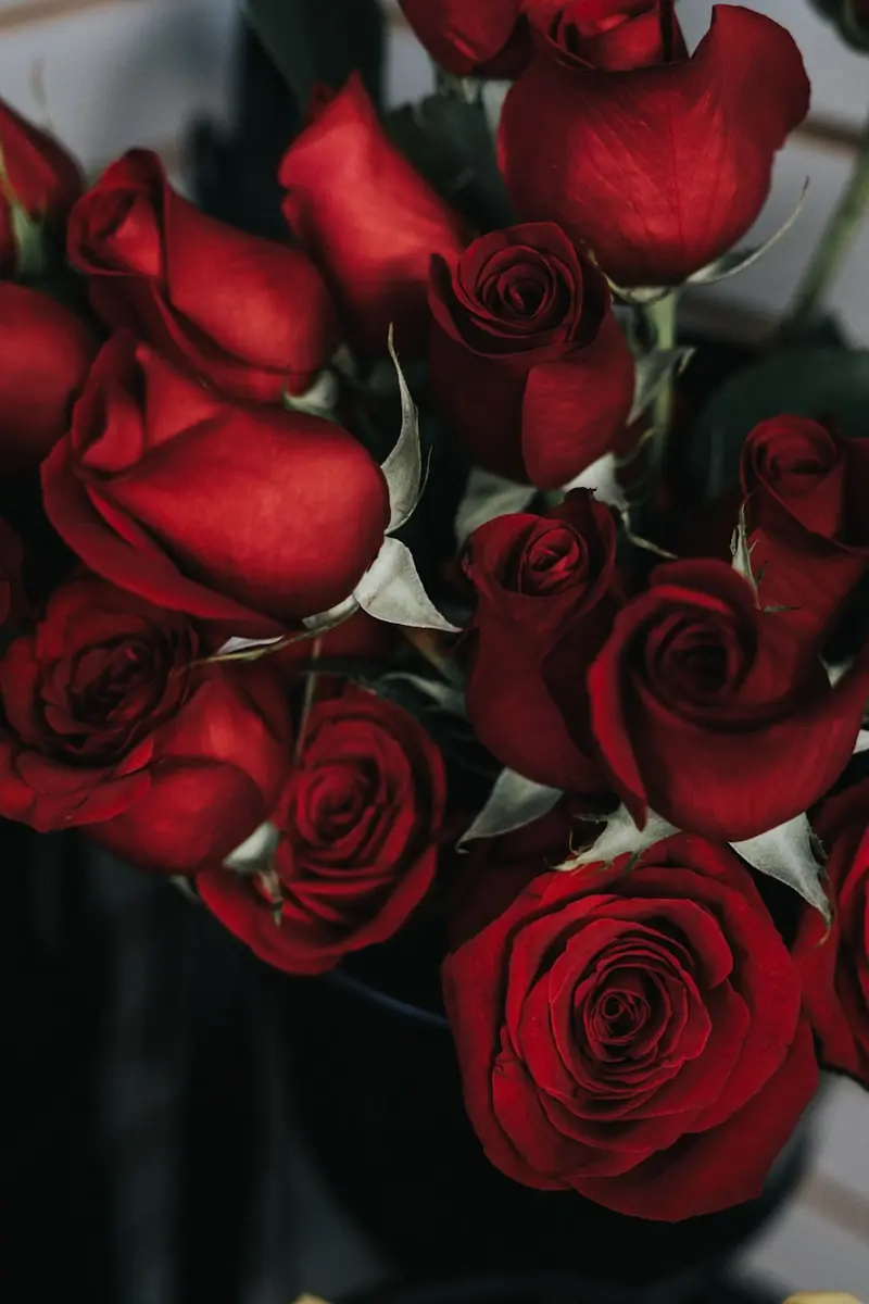 Cheiro de rosas inexplicável intriga cuidadores em momentos finais. (Créditos: Unsplash / Sidney Pearce)